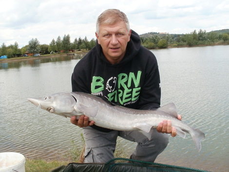 Jeseter sibiřský, 128 cm, 16 kg