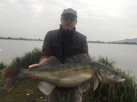 Candát obecný, 98 cm, 11 kg