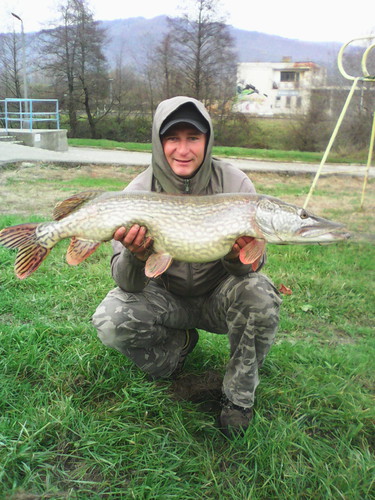 Štika obecná, 101 cm, 10.5 kg