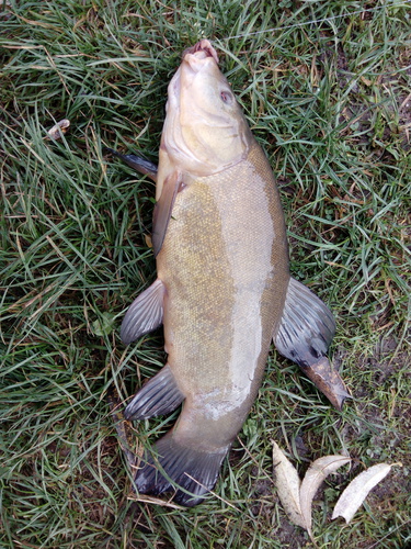 Lín obecný, 40 cm