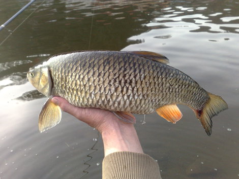 Jelec tloušť, 55 cm