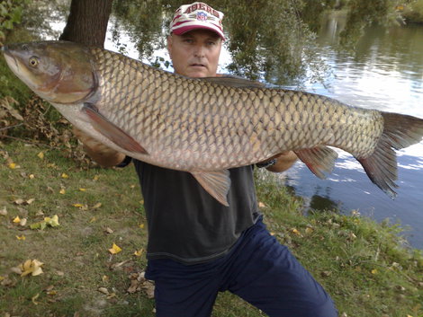 Amur bílý, 104 cm, 12.5 kg