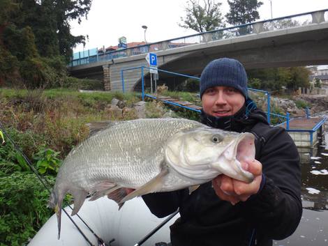 Bolen dravý, 85 cm