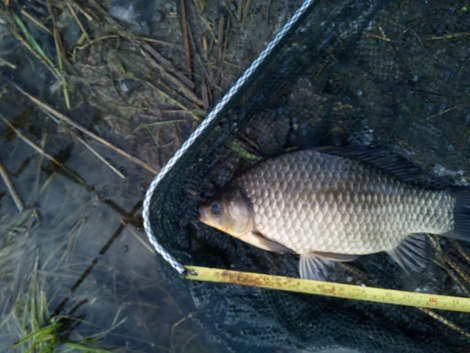 Karas stříbřitý, 40 cm, 1.6 kg