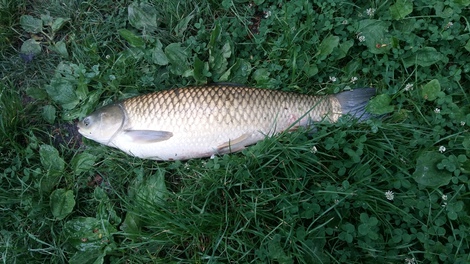Amur bílý, 79 cm, 7 kg