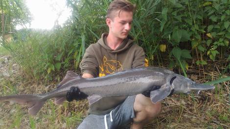 Jeseter sibiřský, 103 cm, 11.2 kg