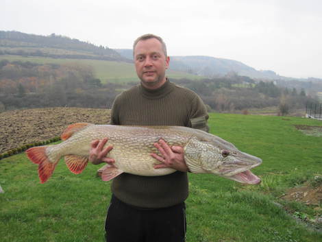 Štika obecná, 123 cm, 15 kg