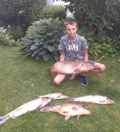 Kapr obecný, 89 cm