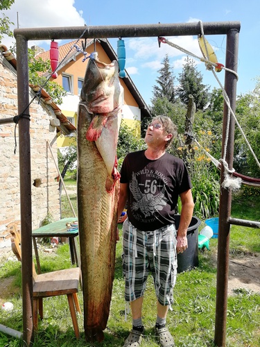 Sumec velký, 212 cm, 79 kg