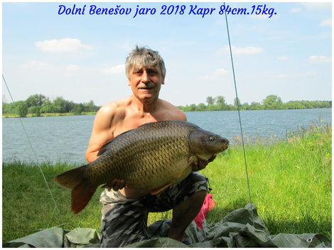 Kapr obecný, 84 cm, 15 kg