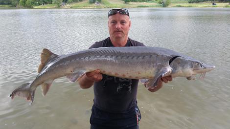 Jeseter bílý, 138 cm, 12.7 kg