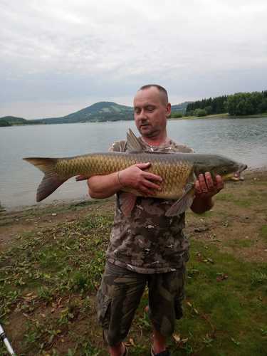 Amur bílý, 92 cm, 10 kg