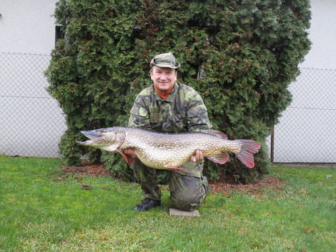 Štika obecná, 118 cm, 16 kg