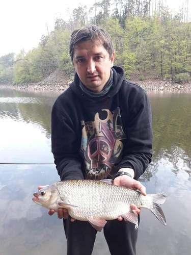 Jelec jesen, 50 cm