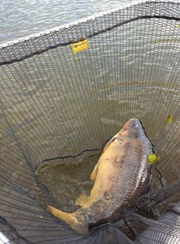 Kapr obecný, 82 cm, 12 kg