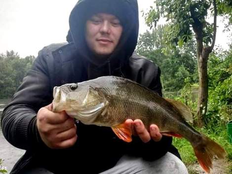 Okoun říční, 44 cm, 1 kg
