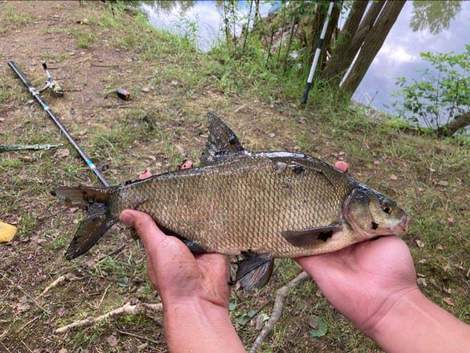 Cejnek malý, 40 cm, 1.1 kg