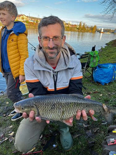 Jelec tloušť, 56 cm, 2.65 kg