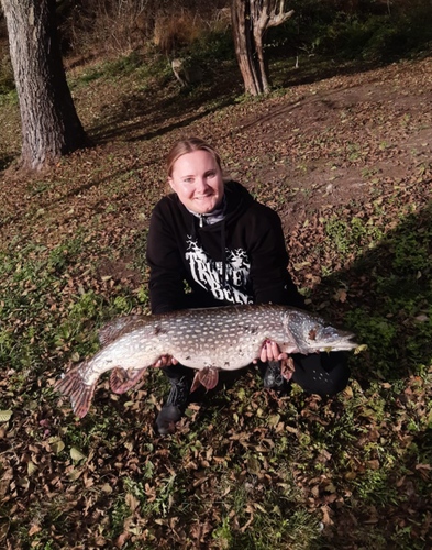 Štika obecná, 104 cm, 14.5 kg