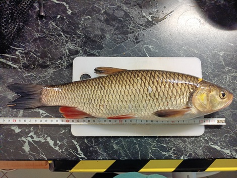 Jelec tloušť, 42 cm, 1.17 kg