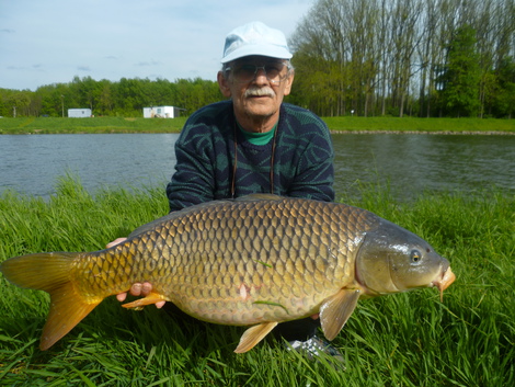 Kapr obecný, 83 cm, 11.6 kg