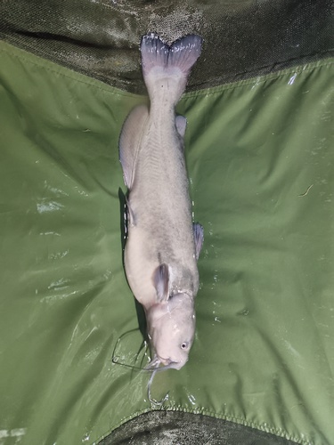 Sumeček tečkovaný, 64 cm