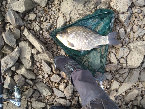 Karas stříbřitý, 50 cm, 2.5 kg