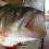 Maron