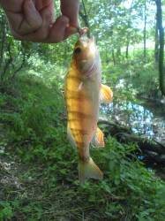 Bass Master