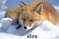 sfox