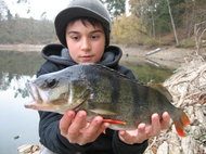 Bass jr.